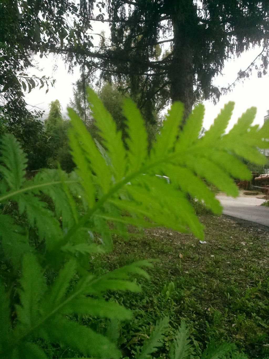 Tanacetum vulgare